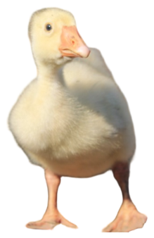 The bird lifted out of its background